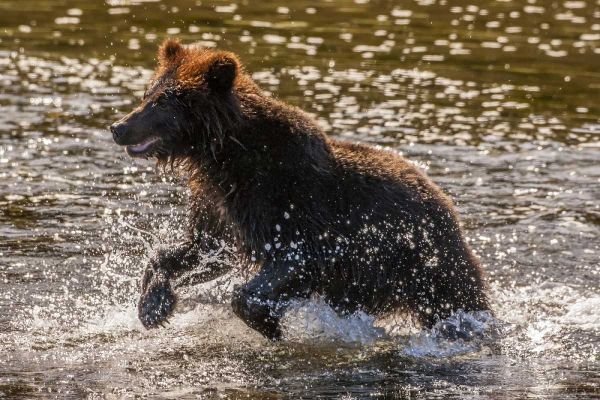 AK, Tongass NF Young grizzly cub hunting fish